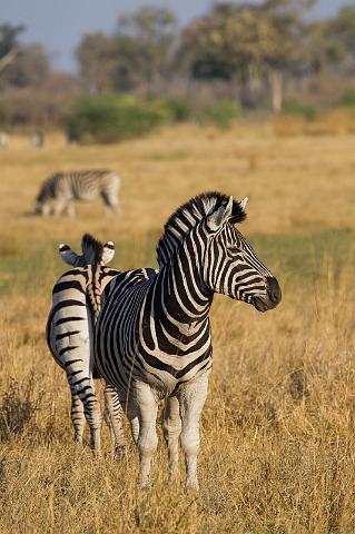 226 Linyanti, zebra's.jpg
